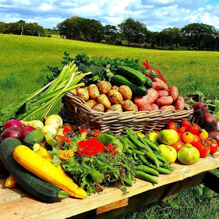 Ballylagan Organic Farm Straid  Exteriör bild